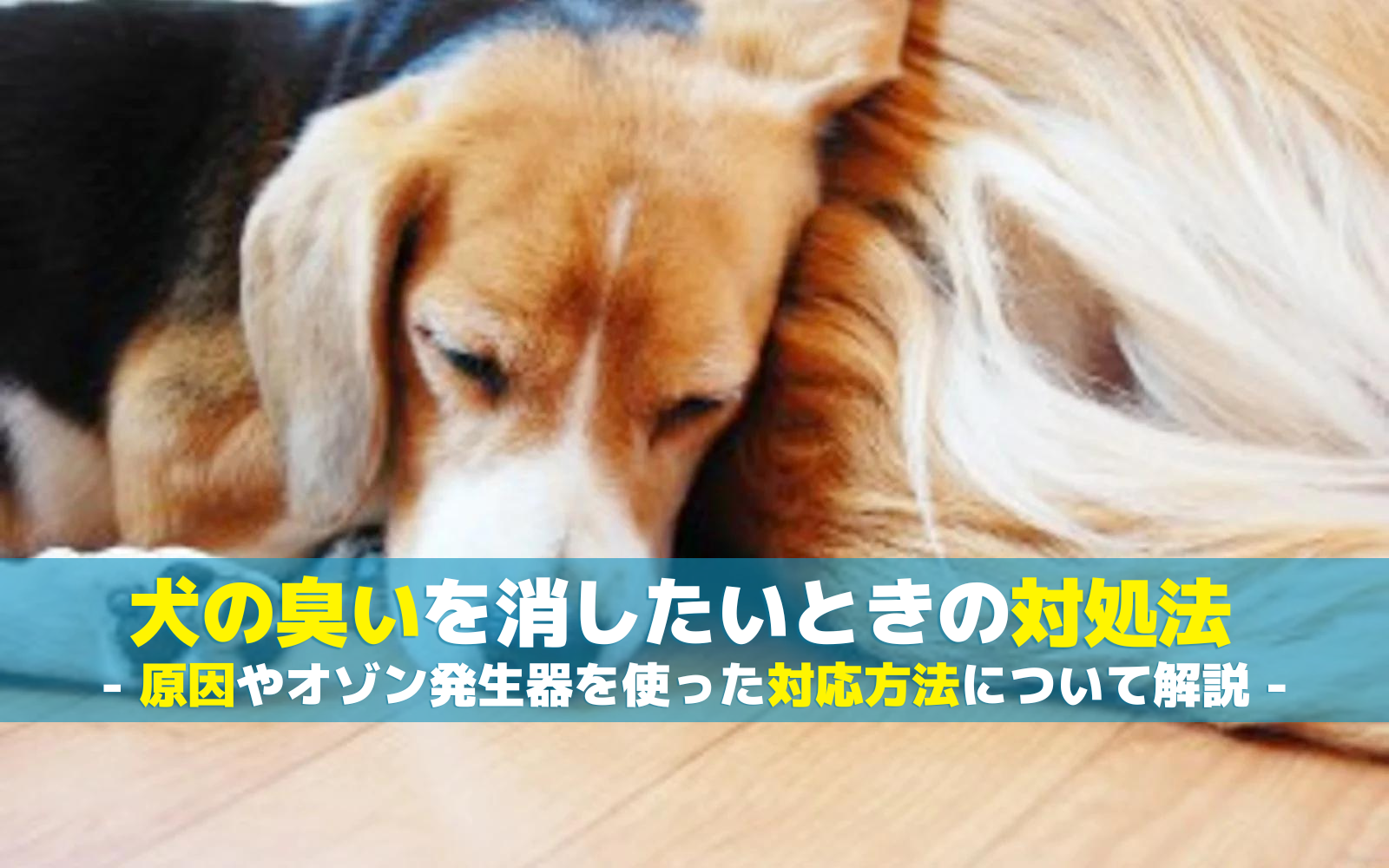 犬のにおいを消したいときの対処法|原因やオゾン発生器を使った対応方法について解説