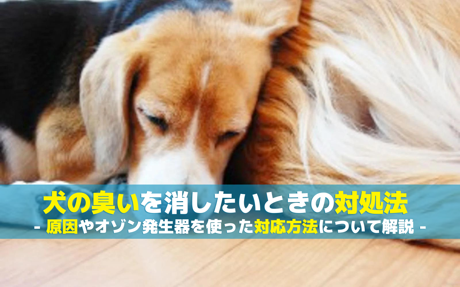 犬のにおいを消したいときの対処法｜原因やオゾン発生器を使った対応方法について解説