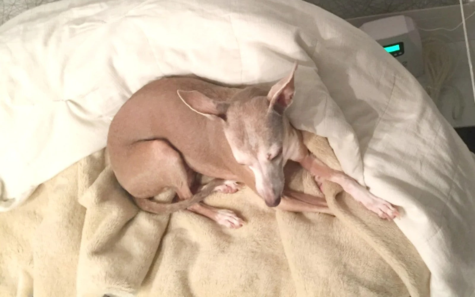 倉本 様 - ozonemart