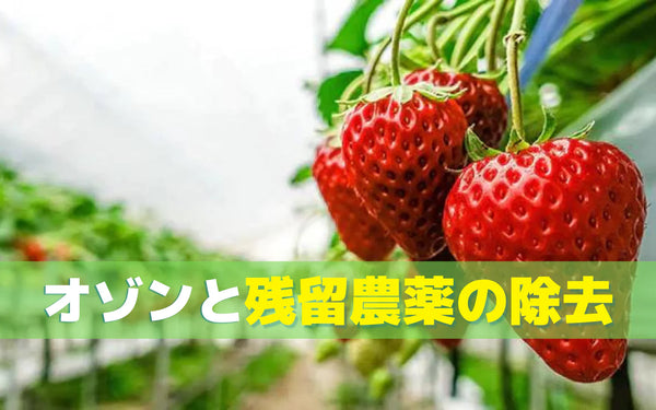 イチゴの残留農薬は洗い方でどこまで落ちる？水道水・オゾン水・超音波・煮沸を比べた研究結果