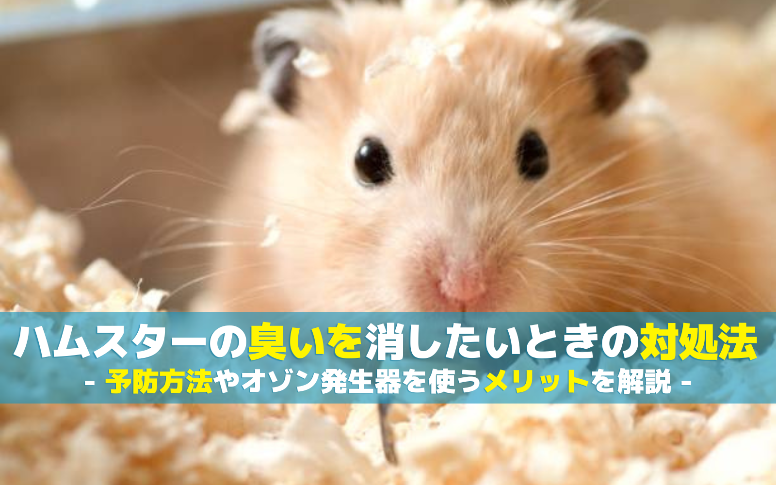 ハムスターの臭いを消したいときの対処法｜予防方法やオゾン発生器を使うメリットを解説