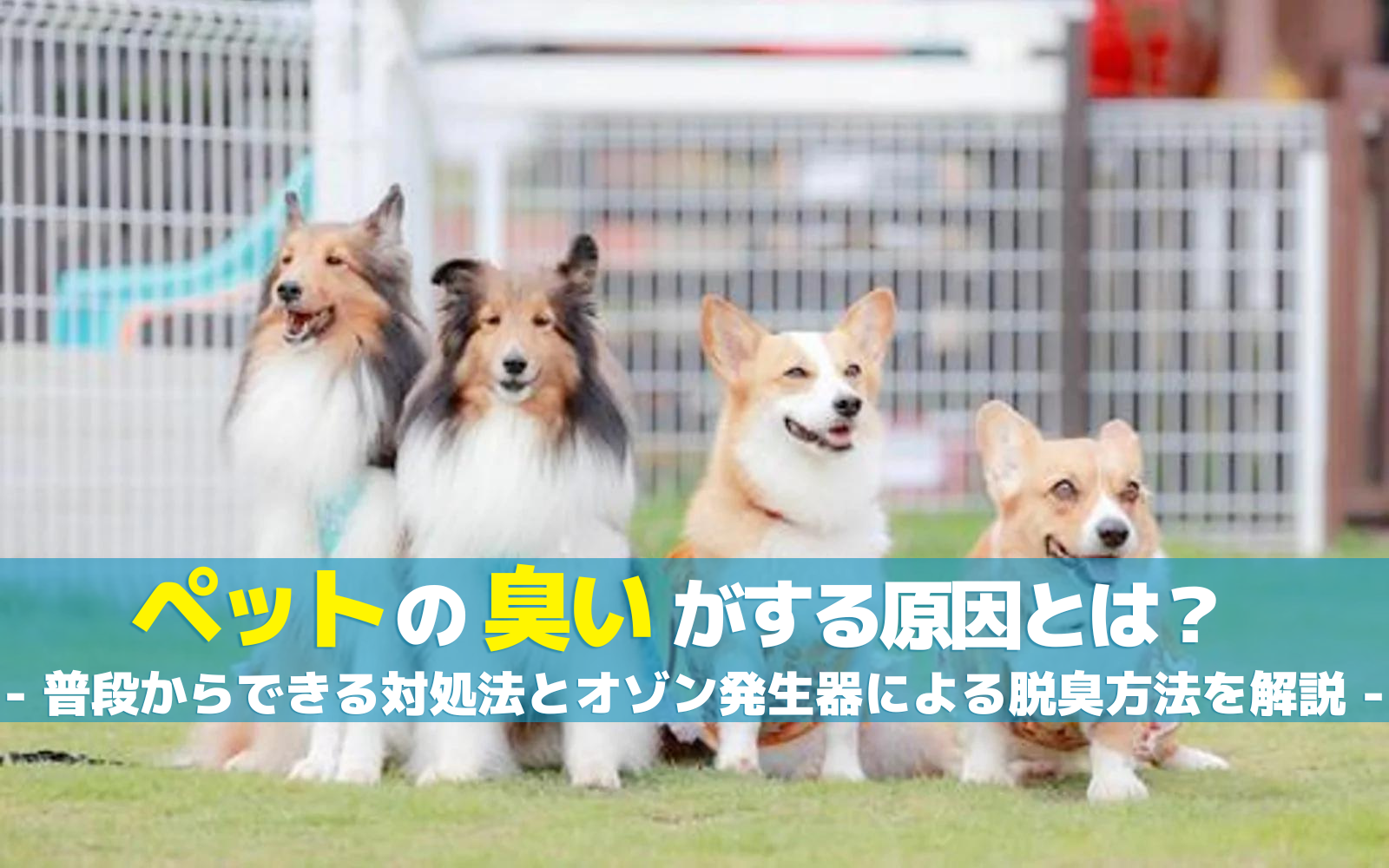 ペットの臭いがする原因とは?普段からできる対処法とオゾン発生器による脱臭方法を解説