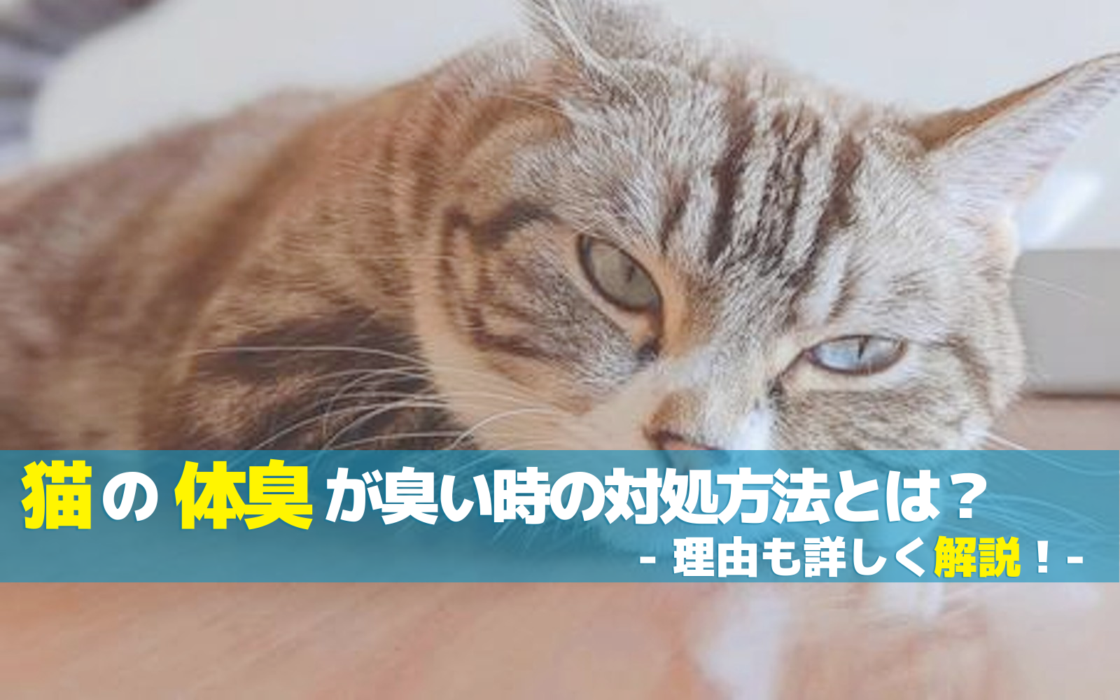 猫の体臭が臭い時の対処方法とは?理由についても詳しく解説!
