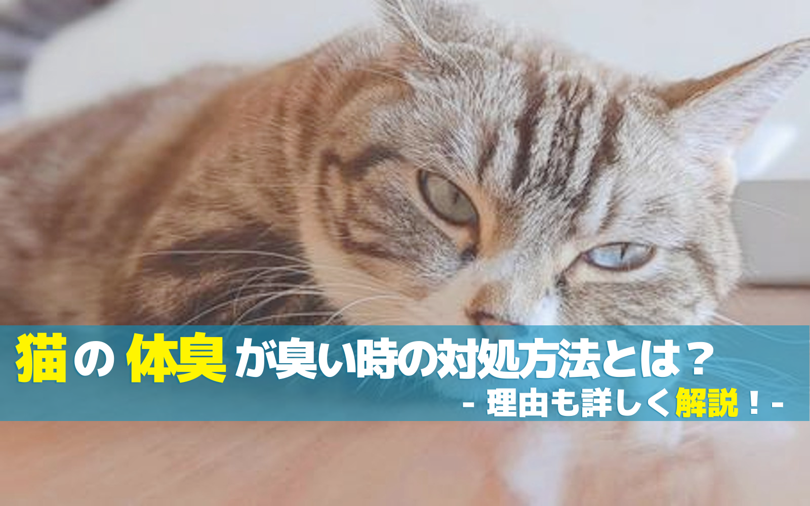 猫の体臭が臭い時の対処方法とは？理由についても詳しく解説！