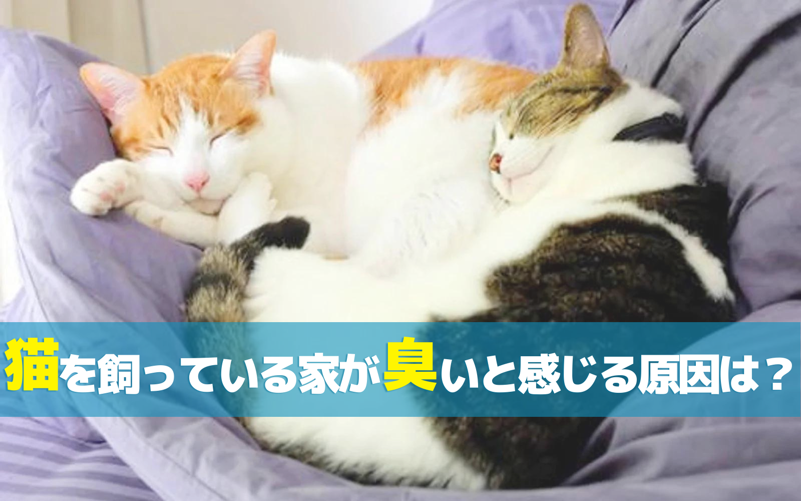 猫を飼っている家が臭いと感じる原因は？対策も紹介！