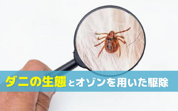 ダニの生態とオゾンを用いたダニ駆除について