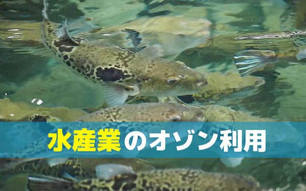 水産業におけるオゾンの利用｜養殖の殺菌から関連施設までの使われ方と確認ポイント
