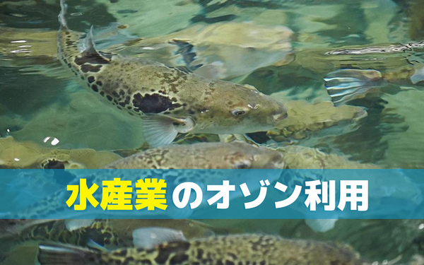 水産業におけるオゾンの利用