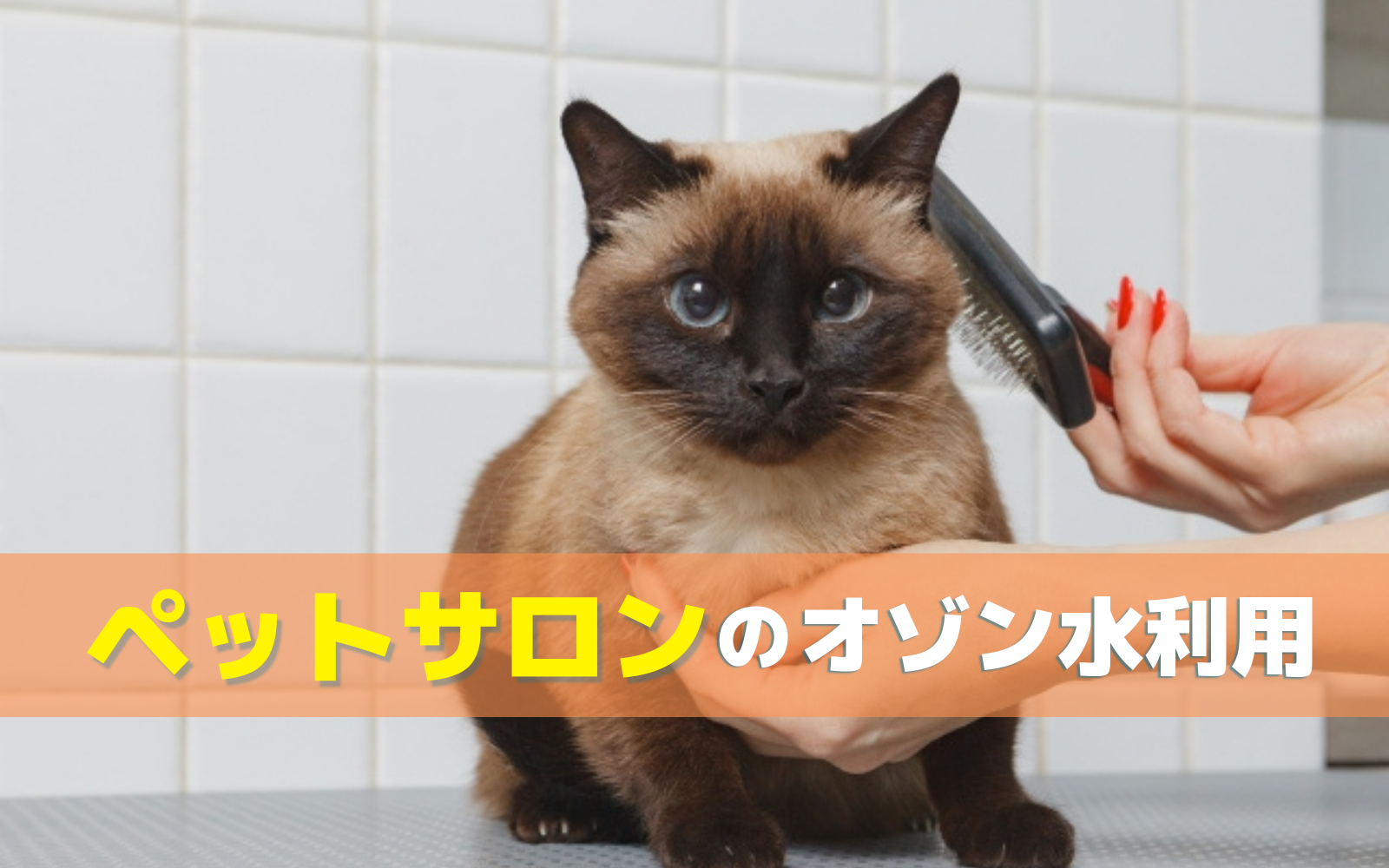 ペットサロンでオゾン水生成器を使うべき3つの理由