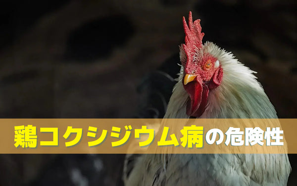 鶏コクシジウム対策にオゾンをどう活かすか｜養鶏場の衛生管理に組み込む進め方