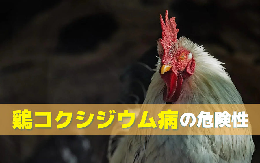 鶏コクシジウム対策にオゾンをどう活かすか｜養鶏場の衛生管理に組み込む進め方
