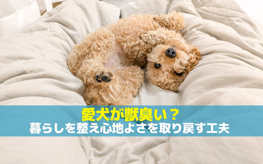愛犬が獣臭い？暮らしを整え心地よさを取り戻す工夫