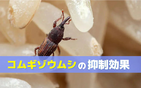 コムギゾウムシなど貯蔵害虫にオゾンは効くのか｜検証実験からわかる条件と限界