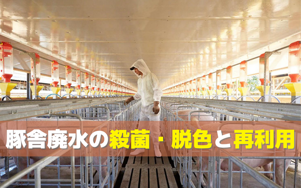 オゾンによって除菌された豚舎排水