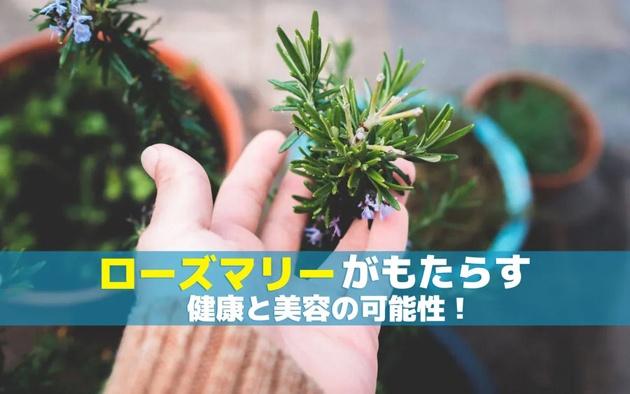 ローズマリーの効能とは？香り・ハーブティー・料理での取り入れ方と注意点