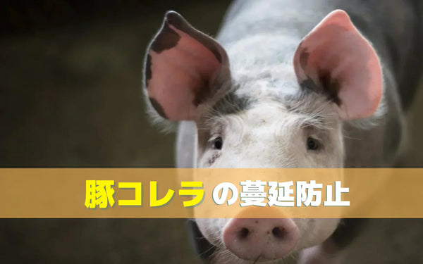 養豚農場の衛生対策と消毒の進め方｜豚熱（CSF）対策でオゾンをどう考えるか