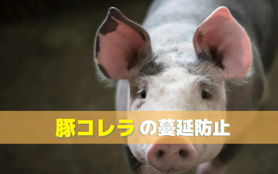 養豚農場の衛生対策と消毒の進め方｜豚熱（CSF）対策でオゾンをどう考えるか