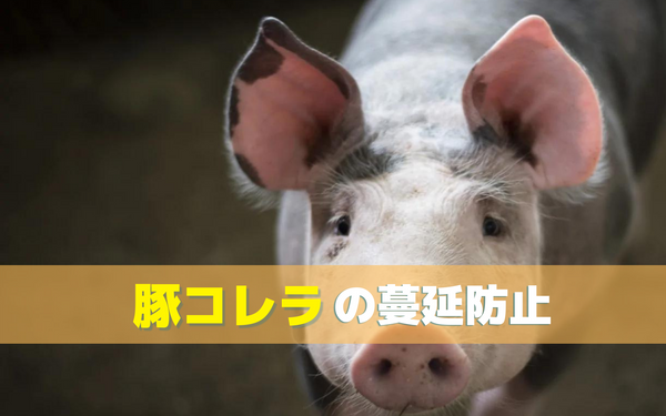豚コレラの蔓延から考えられる養豚農場の衛生改善